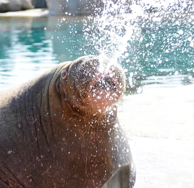 Walrus sproeit water