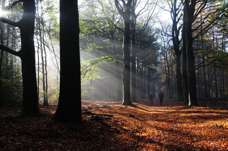 02 Wandelen Herfstbos Harderwijk