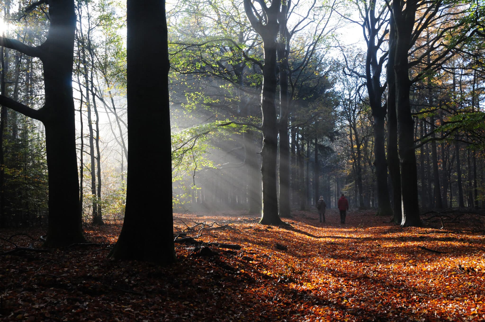 02 Wandelen Herfstbos Harderwijk